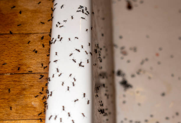 Best Wasp Removal Services  in East Prairie, MO